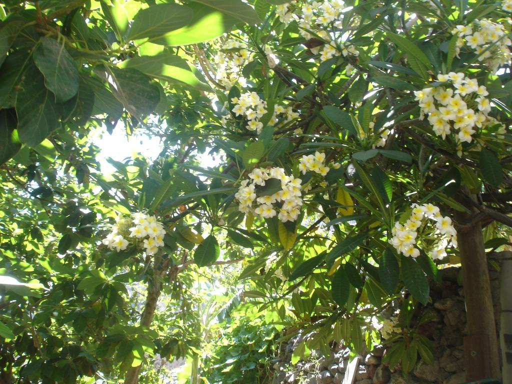 Goyo Gomera Apartments Валле Гранд Рей Экстерьер фото